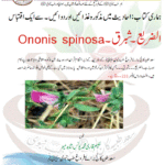 الضریع ۔شبرق۔Ononis spinosa