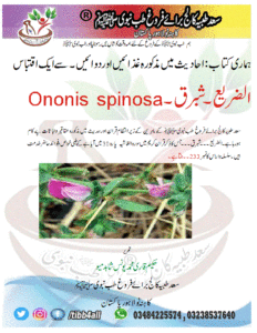 Read more about the article الضریع ۔شبرق۔Ononis spinosa