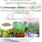 اذخر گھاسلیمون گراس (Cymbopogon citratus)کے بہترین فوائد