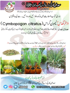 اذخر گھاسلیمون گراس (Cymbopogon citratus)کے بہترین فوائد
