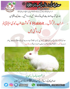 Read more about the article ارنب۔خرگوش۔ Rabbit.