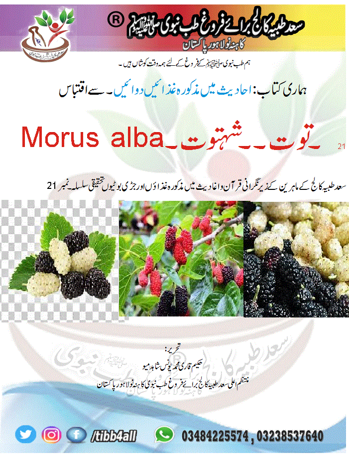 Read more about the article ۔ توت۔۔شہتوت۔Morus alba