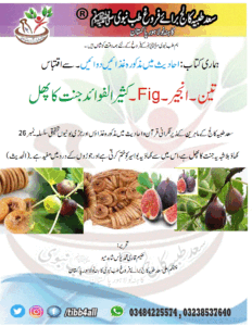 Read more about the article تین۔انجیر۔Fig۔کثیر الفوائد جنت کا پھل