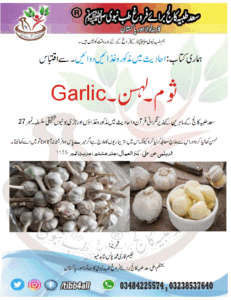 Read more about the article ثوم۔لہسن۔Garlic