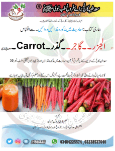 Read more about the article الجزر۔۔گاجر۔۔گذر۔Carrot۔اعصابی غدی