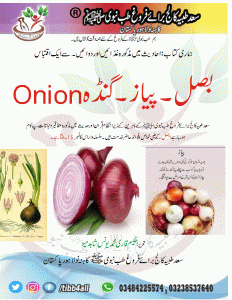 Read more about the article بصل۔پیاز۔گنڈہOnion