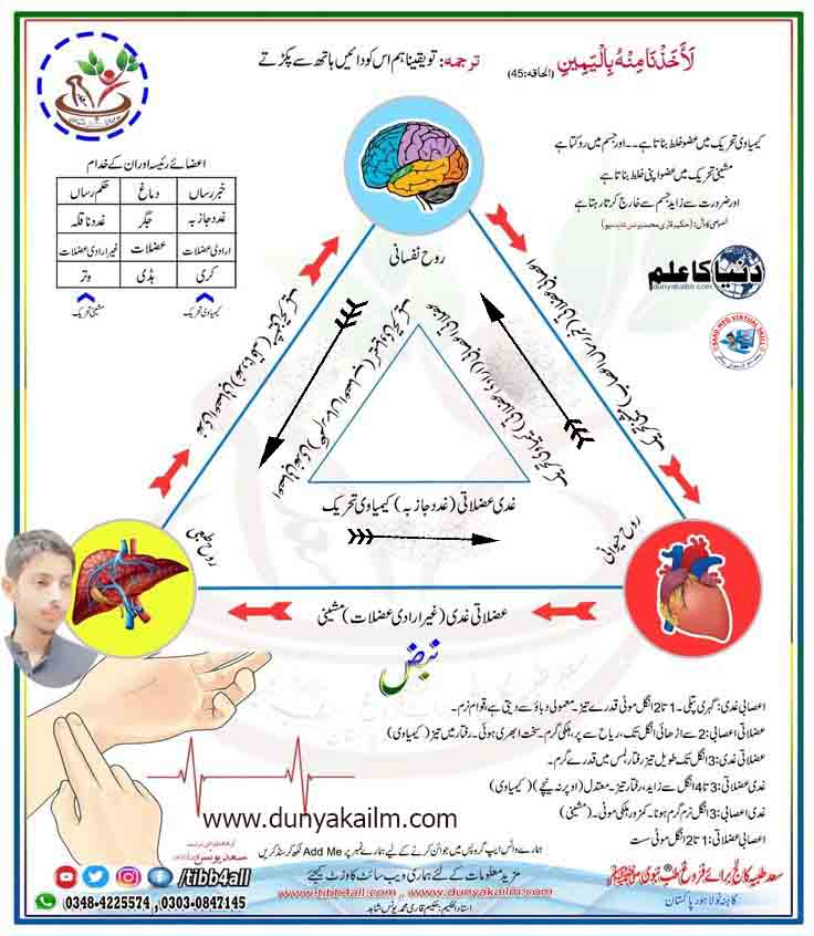 Read more about the article نبض و تحریکات،چارٹ