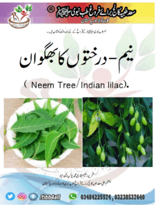 Read more about the article نیم – درختوں کا بھگوان . ( Indian lilac/ Neem Tree)