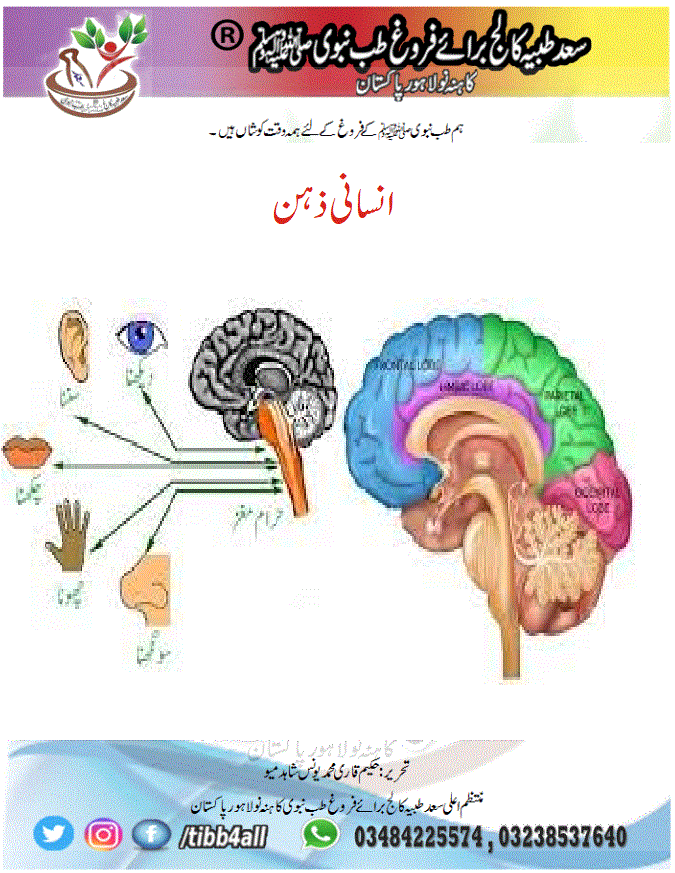 انسانی ذہن