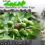 Hidden Benefits of Wild Figs