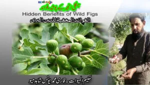Read more about the article Hidden Benefits of Wild Figs
