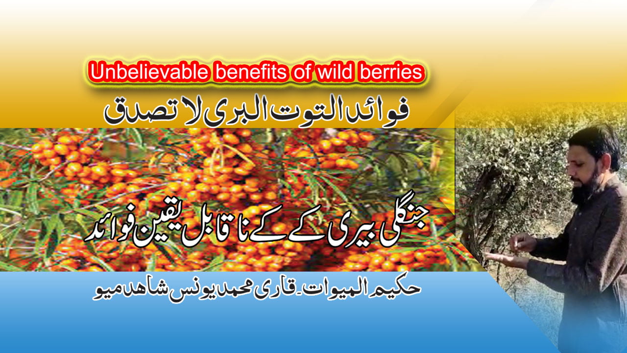 Read more about the article Unbelievable benefits of wild berries