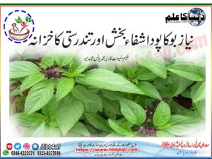 Read more about the article نیاز بوکا پودا شفاء بخش اور تندرستی کا خزانہ