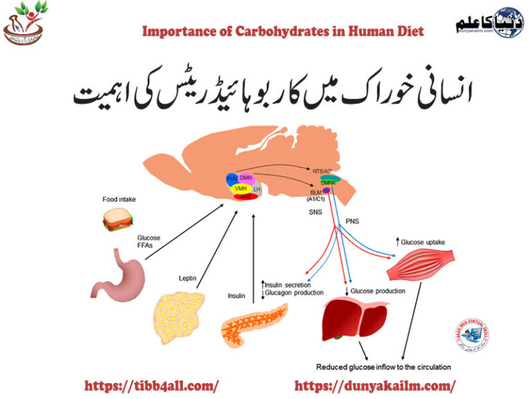 انسانی خوراک میں کاربوہائیڈریٹس کی اہمیت