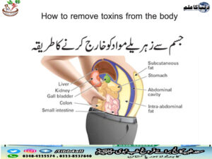 Read more about the article How to remove toxins from the body//جسم سے زہریلے مواد کو خارج کرنے کا طریقہ