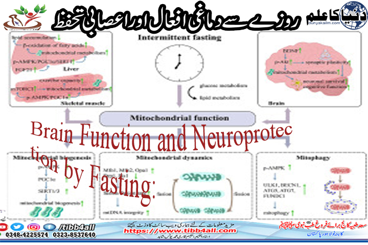 You are currently viewing Brain Function and Neuroprotection by Fasting: