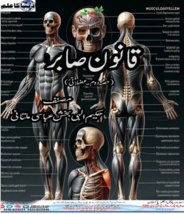 Read more about the article قانون صابر ( حصہ عضلاتی )