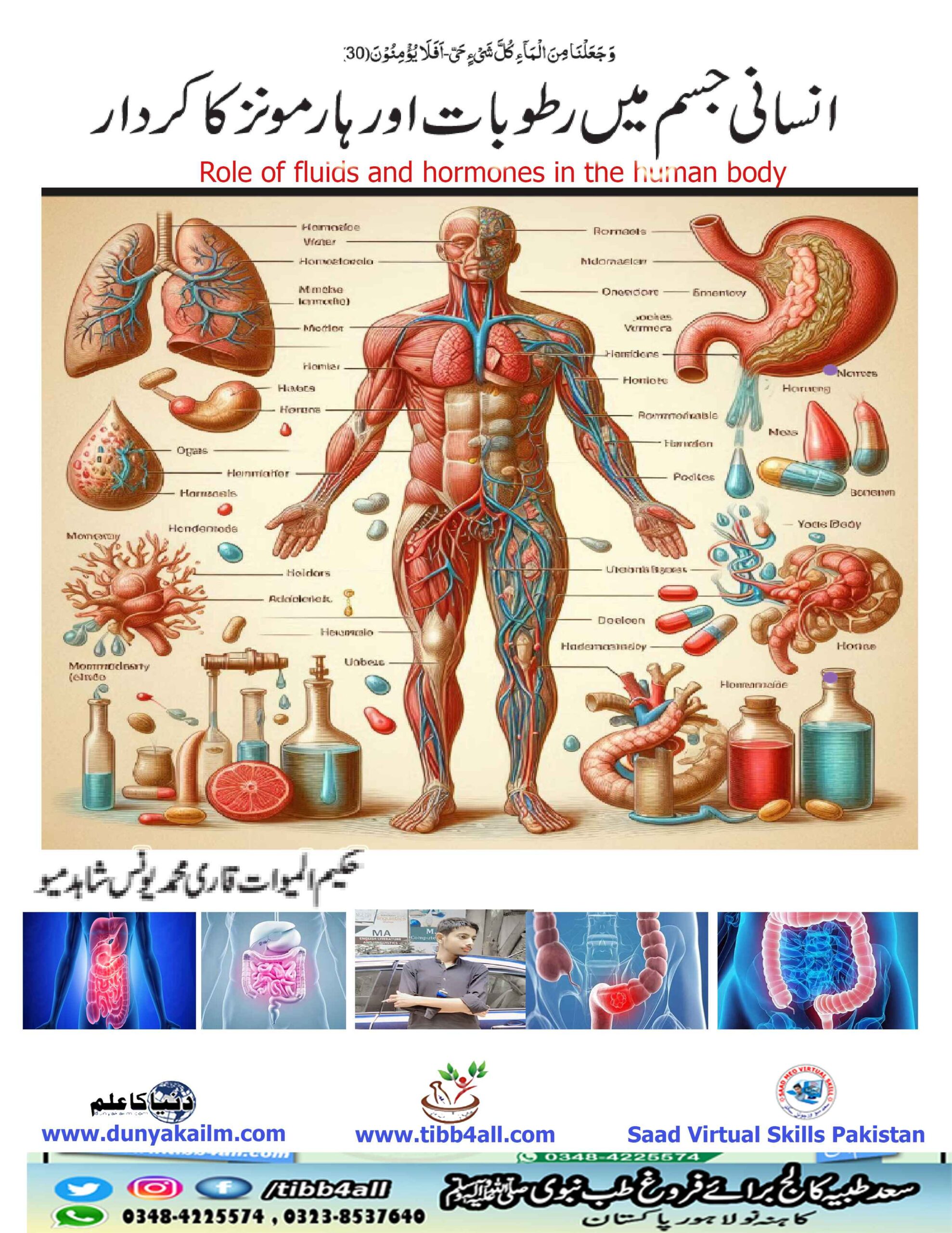 Role of fluids and hormones in the human body