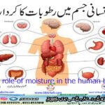 The role of moisture in the human body